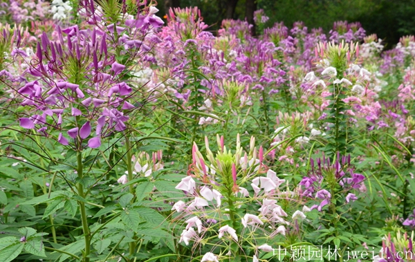 1598510743506618.jpg 醉蝶花41.jpg