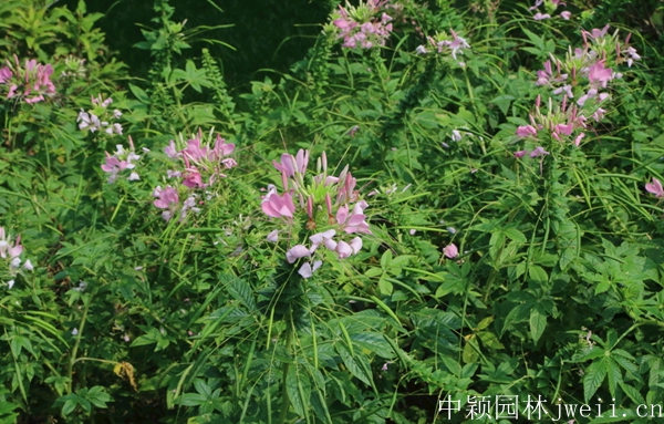 1598510757586071.jpg 醉蝶花43.jpg