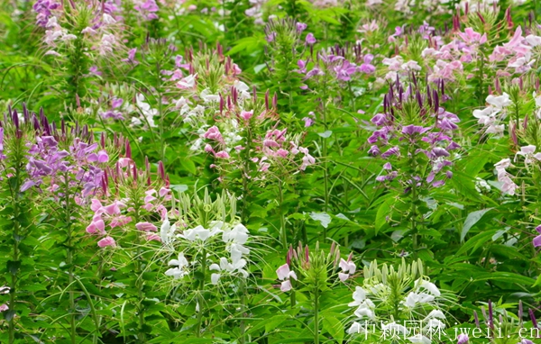 1598510765347429.jpg 醉蝶花45.jpg