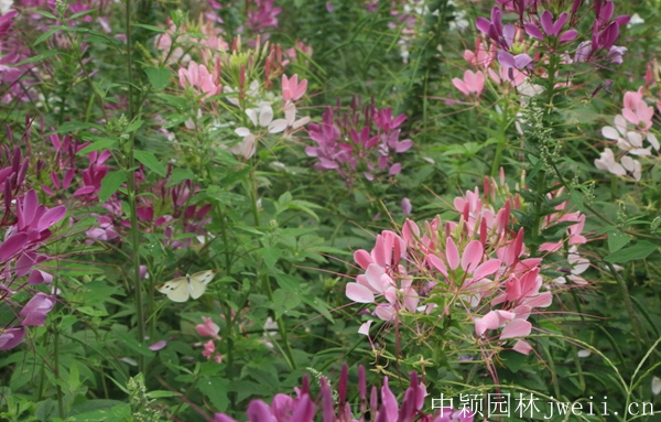 1598510771234488.jpg 醉蝶花47.jpg