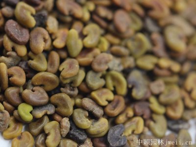 紫云英栽培管理技術都需要注意那些要點