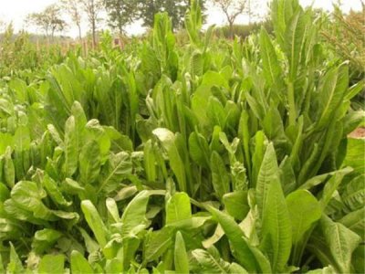 菊苣種子現在市場是什么價格