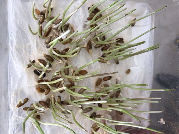 冬牧70種子 冬牧70種子