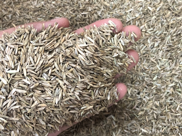 黑麥草種子5.jpg