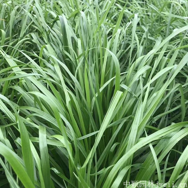 1599313163421010.jpg 冬牧702_副本.jpg