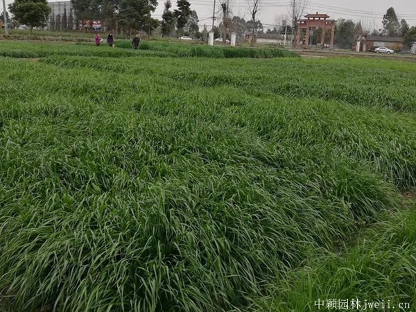 1599313175790475.jpg 冬牧701_副本.jpg