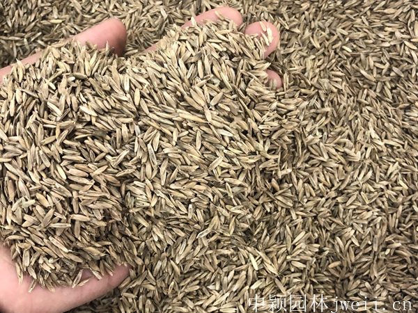 1599316852343223.jpg 黑麥草6.jpg