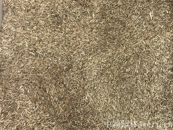 1599316868830641.jpg 黑麥草7.jpg