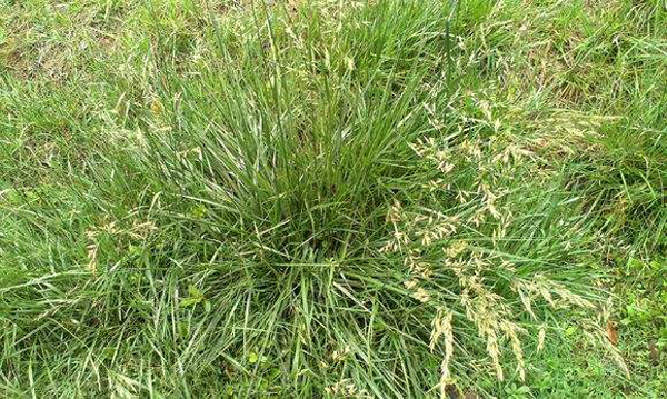 鴨茅草圖片 鴨茅草圖片