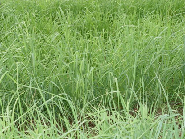 鴨茅草圖片 鴨茅草圖片