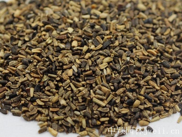 1599911265879112.jpg 菊苣2_副本.jpg