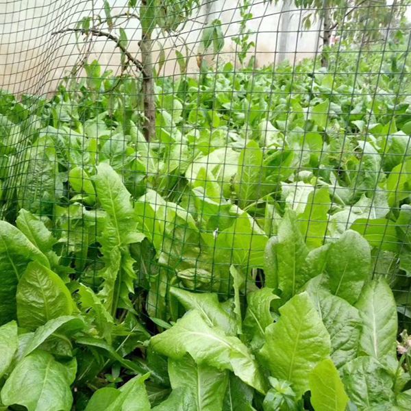 1599911301746860.jpg IMG_8734(20200313-102630)_副本.jpg