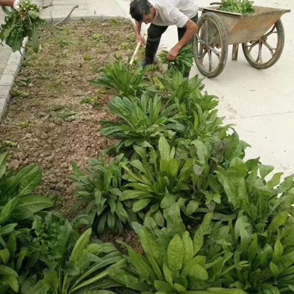 1599911313512654.jpg IMG_8954(20200317-083635)_副本.jpg