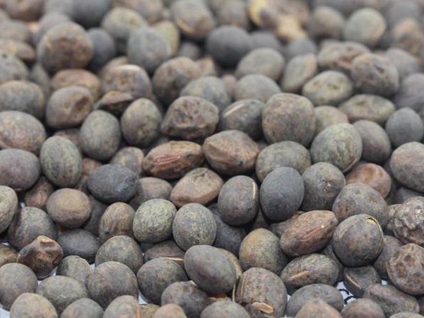 1599922515937567.jpg 毛苕子602.jpg