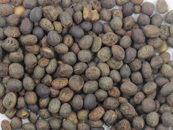 1599922533698145.jpg 毛苕子601.jpg