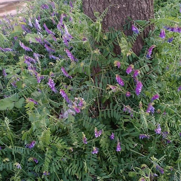 1599922547901998.jpg 毛苕子2_副本.jpg