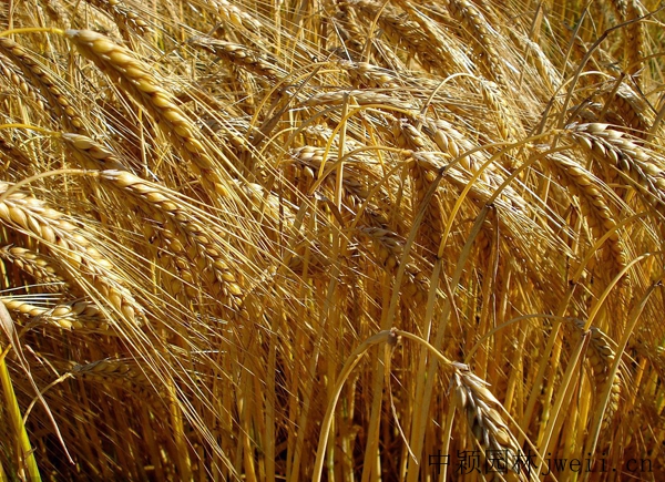 大麥13.jpg