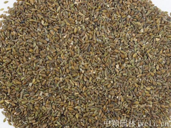 沙蒿種子1.jpg