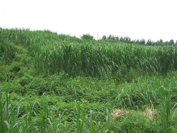 皇竹草5.jpg