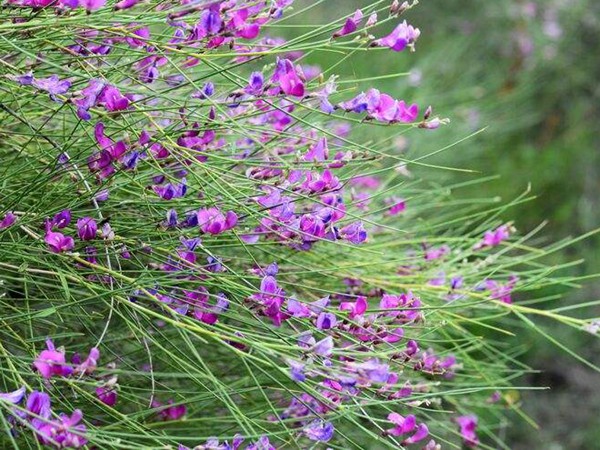 1600131910921188.jpg 草花卉種子