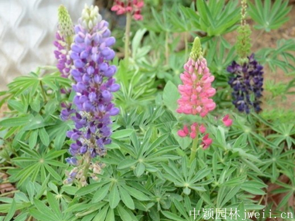 1600144450536258.jpg 魯冰花1.jpg