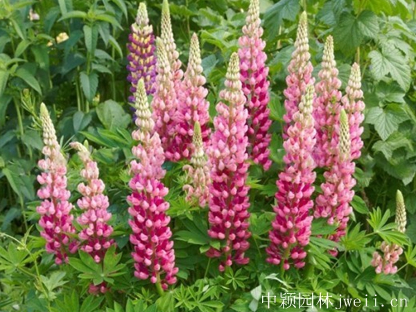 1600144456576766.jpg 魯冰花2.jpg