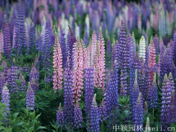 1600144486372180.jpg 魯冰花5.jpg