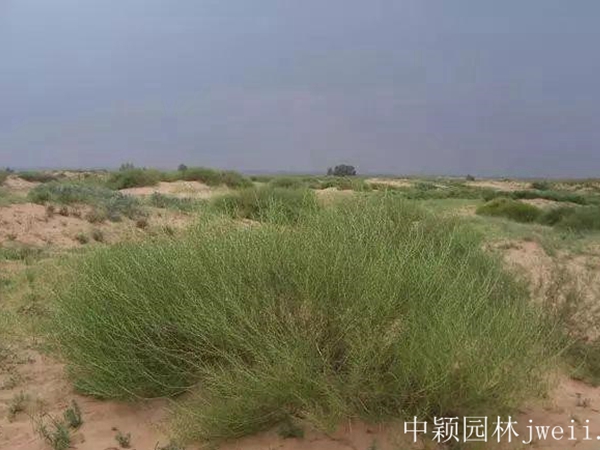 沙蒿種子6_副本.jpg