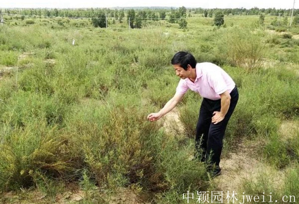沙蒿種子5.jpg