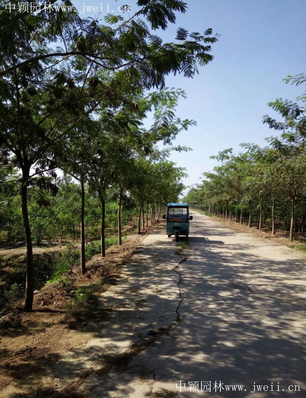 1602654692737417.jpg 草花卉種子