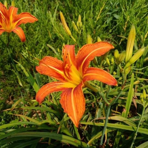 1603285765450984.jpg 大花萱草.jpg