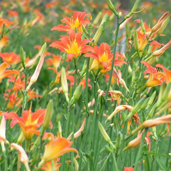 1603285779821136.jpg 大花萱草7.jpg