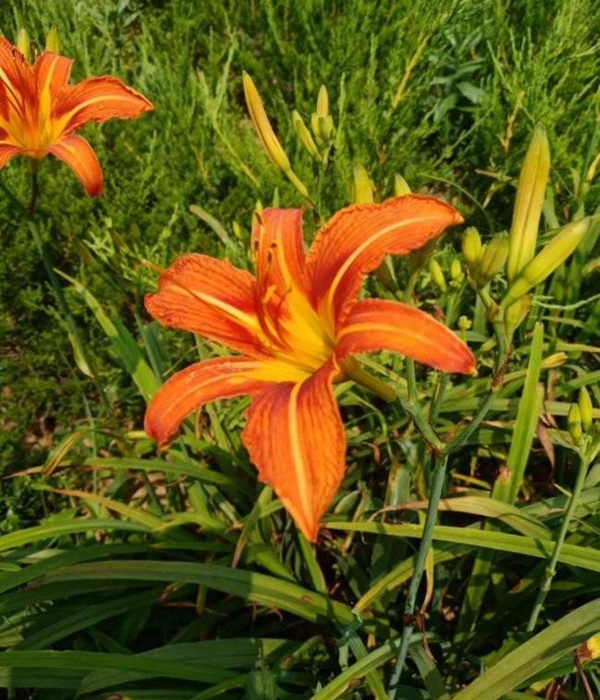 1603285841932277.jpg 大花萱草16.jpg