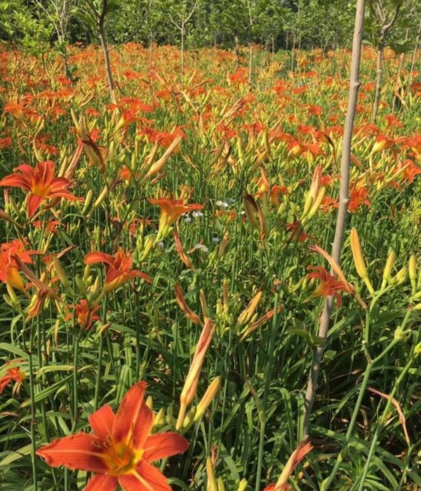 1603285853186620.jpg 大花萱草18.jpg