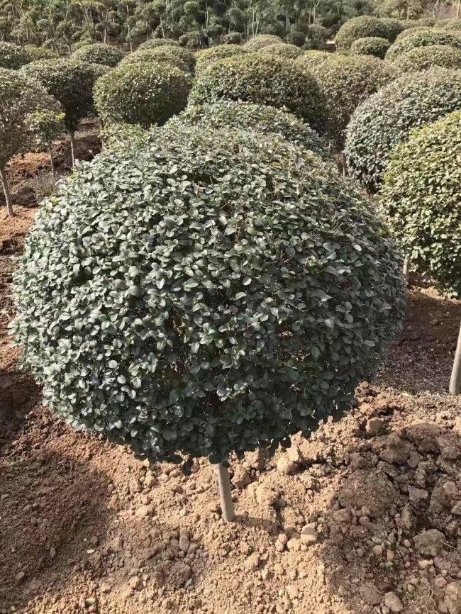 小葉女貞 (21)的副本.jpg