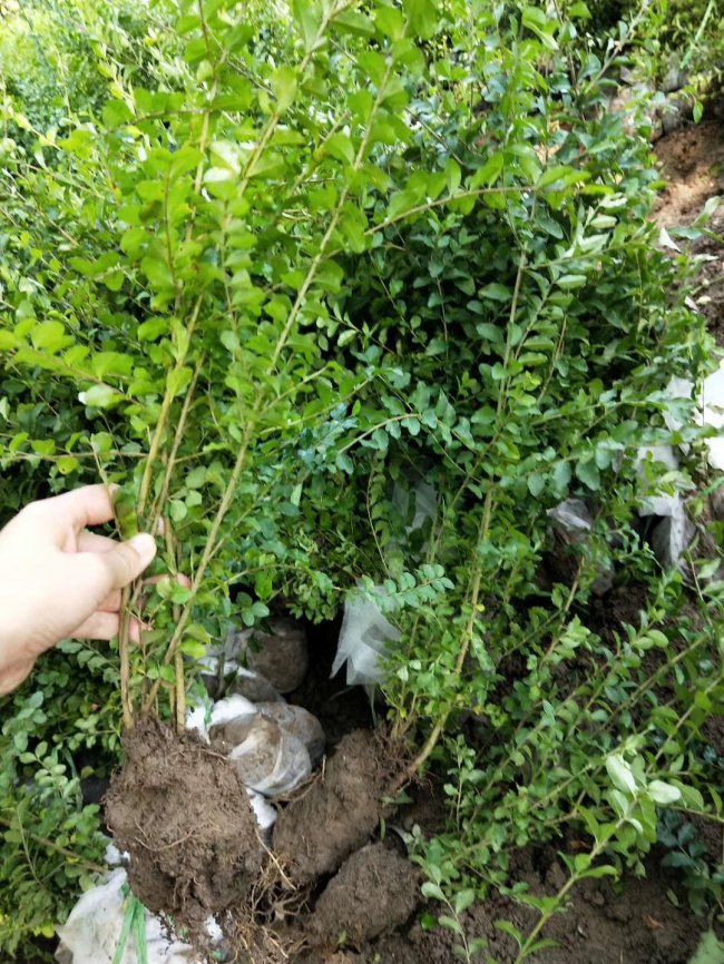 小葉女貞 (9).jpg