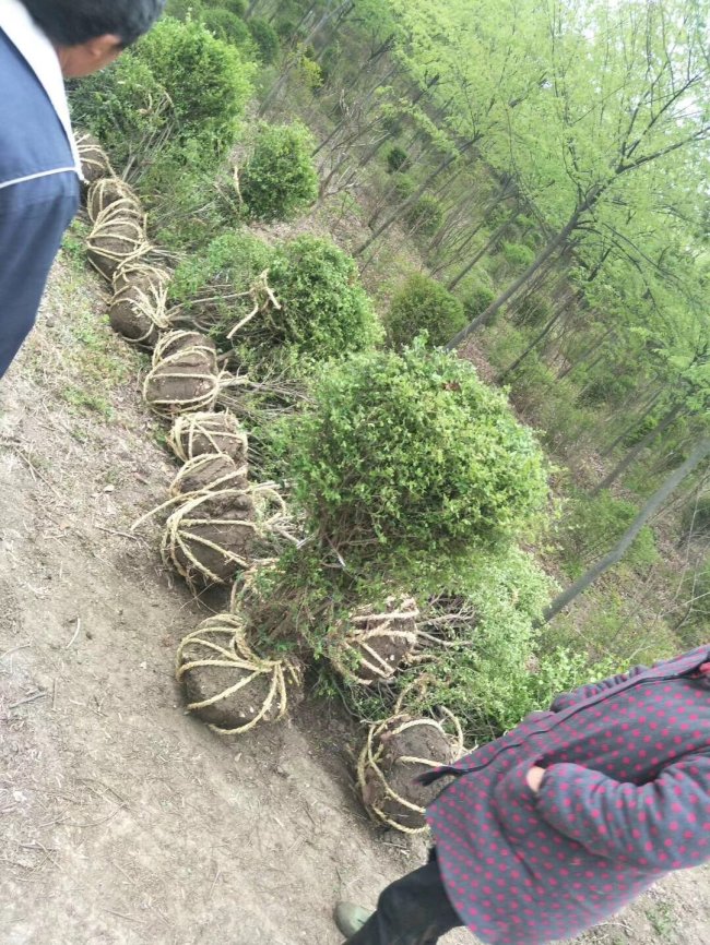 小葉女貞 (22).jpg