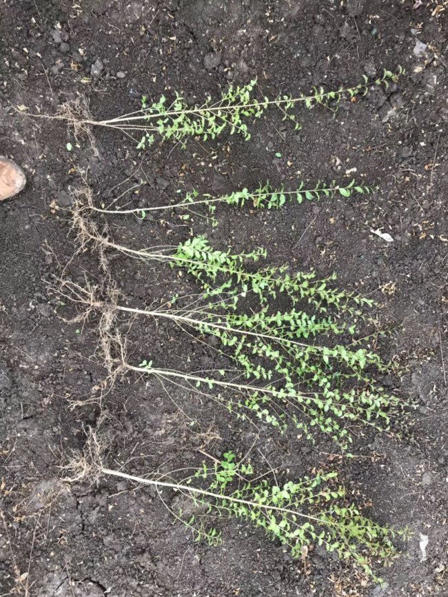 小葉女貞 (32).jpg