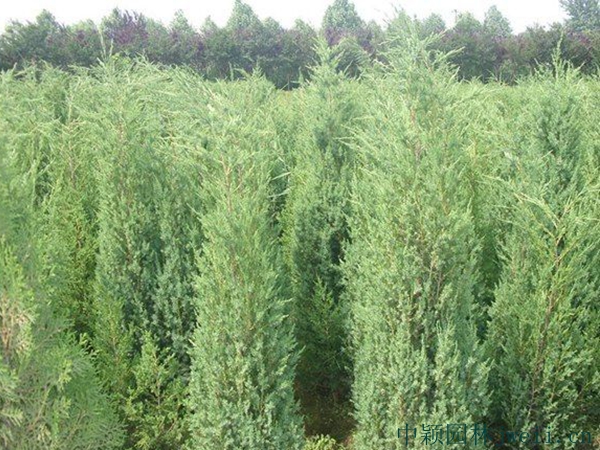 1607399434453045.jpg 刺柏2.jpg