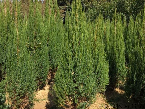 1607399439369533.jpg 刺柏3.jpg