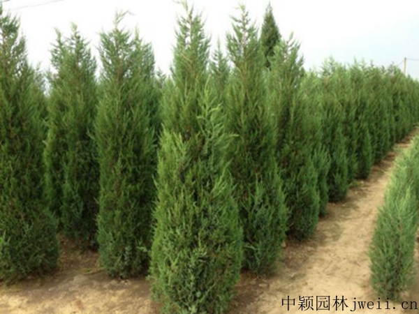 1607399442652404.jpg 刺柏4.jpg