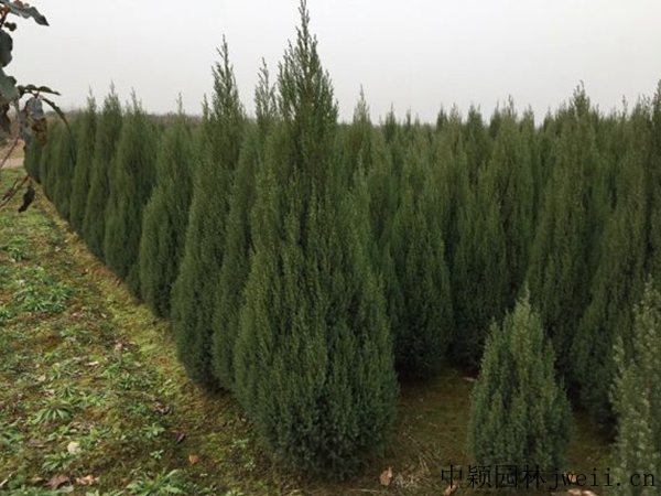 1607399457362408.jpg 刺柏7.jpg