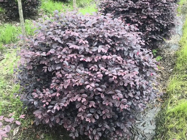 1607489217229171.jpg 繼木5.jpg