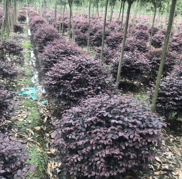 1607489256507026.jpg 繼木6.jpg