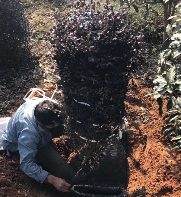 1607489263512089.jpg 繼木9.jpg