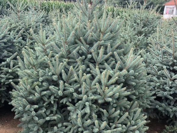 1607491800337373.jpg 云杉14.jpg