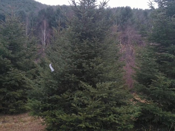 1607491818608485.jpg 云杉11.jpg