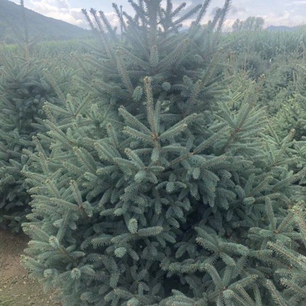 1607491839430594.jpg 云杉1.jpg