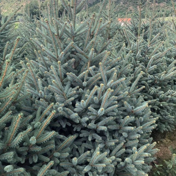 1607491849137453.jpg 云杉2.jpg