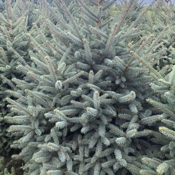 1607491860657736.jpg 云杉4.jpg